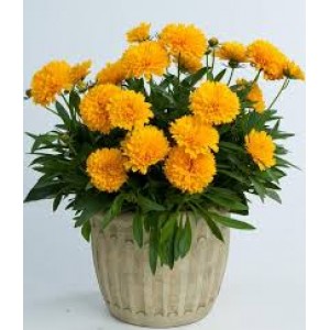 Кореопсис Coreopsis Solena Double Gold